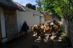 Улочки Травангана. Острова Гили. Индонезия.