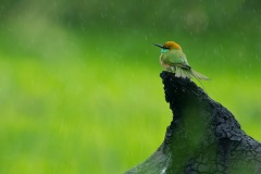 Птица дикой природа Шри Ланки.